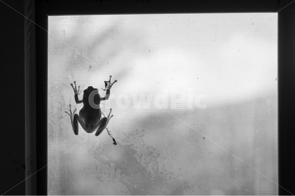 흑백,개구리,monochrome,흑백사진,청개구리,동물,animal,파충류,양서류,reptile,amphibian,흑백,모노톤,monochrome,black and white