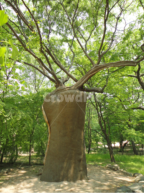 창경궁,나무,나무줄기,treetrunk,식물,plant,자연,연두색