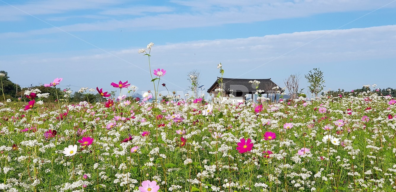 가을,꽃,코스모스,메밀,순수,식물,자연,계절,풍경,감성,flower,서정,nature,하늘,beauty,구름,가을,계절,fall,autumn,season,식물,자연,plants,nature,꽃,flower,outdoors,옥외