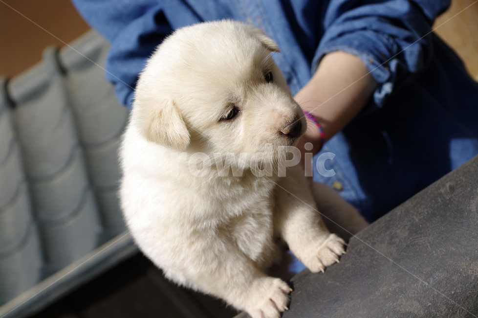 강아지,동물,애완견,반려견,개,animal,동물,animal,포유류,mammal,개,강아지,dog,doggy