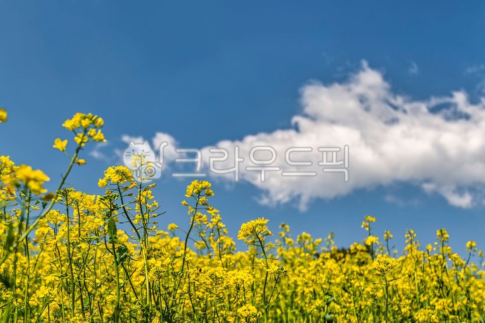유채꽃,봄,개화,꽃,노란색,유채,카놀라,로우앵글,자연,식물,경관,경치,들판,경작,재배,제주도,구름,파란색,하늘