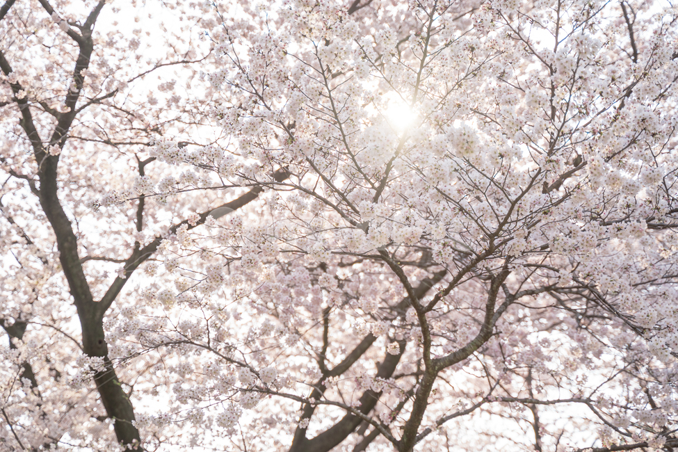 봄,벚꽃,spring,꽃,따뜻함,봄꽃,cherryblossom,경주,korea,flower,flowers,봄,계절,spring,season,자연,풍경,nature,landscape,plant,식물,blossom,cherry blossom