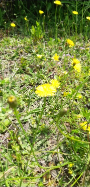 밝음,민들레,여러송이,산굼부리,노란색
