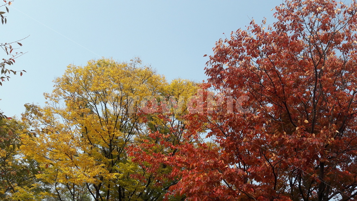 가을,하늘,단풍,아름다움,울긋불긋,가을,계절,fall,autumn,season,tree,나무,plant,식물,maple