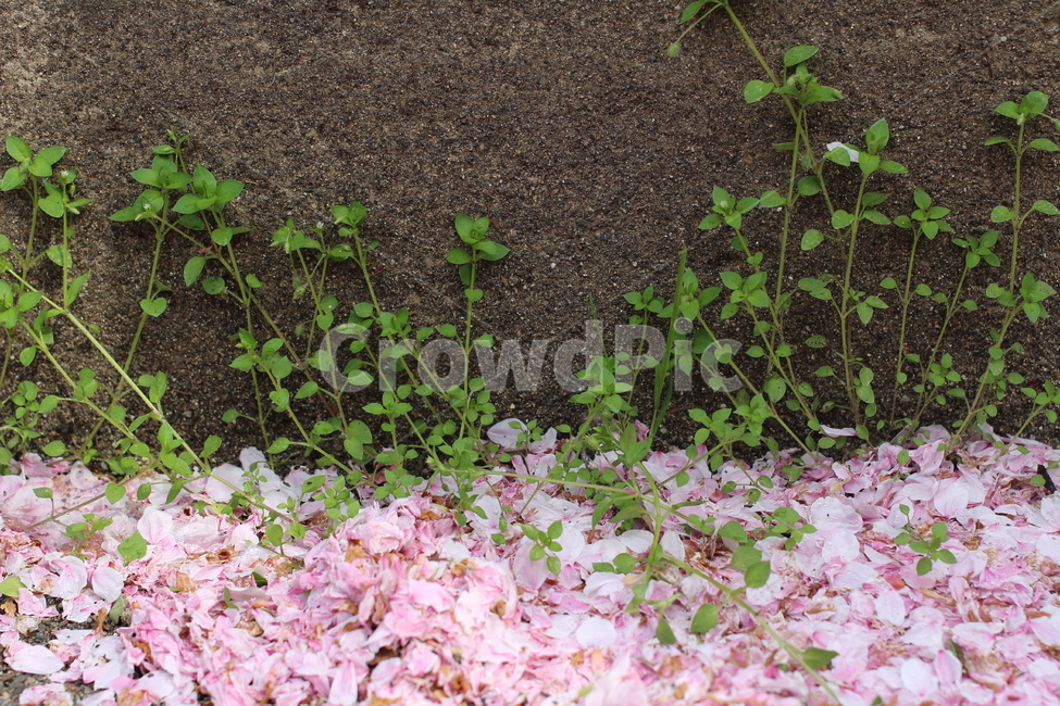 벗꽃,cherryblossoms,봄,꽃,분홍색,벗꽃잎,계절,봄,계절,spring,season,꽃,flower,plant,식물