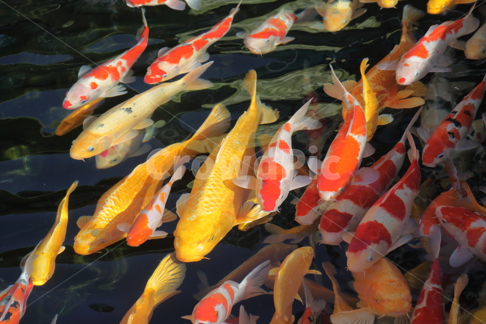 잉어,어류,물고기,민물고기,carp,동물,animal,어류,물고기,fish
