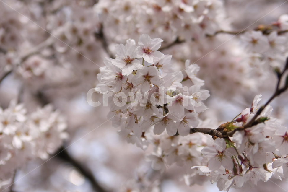 벚꽃,봄,감성,꽃놀이,ppt배경,봄,계절,spring,season,식물,자연,plants,nature,꽃,flower,plant,cherry blossom,blossom