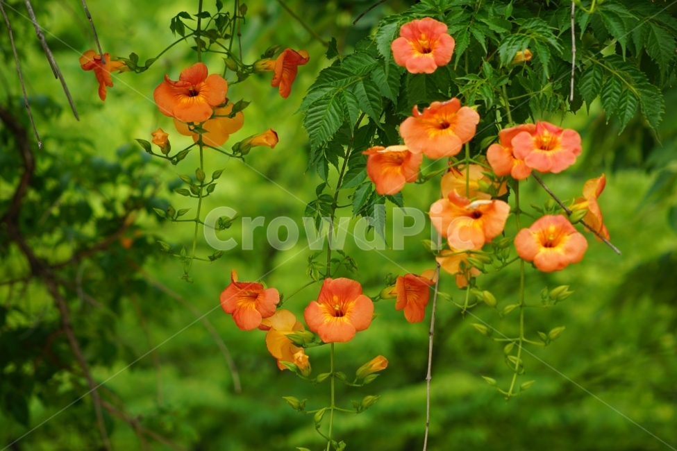 부천중앙공원,능소화,공원,꽃,풍경,식물,자연,plants,nature,꽃,flower