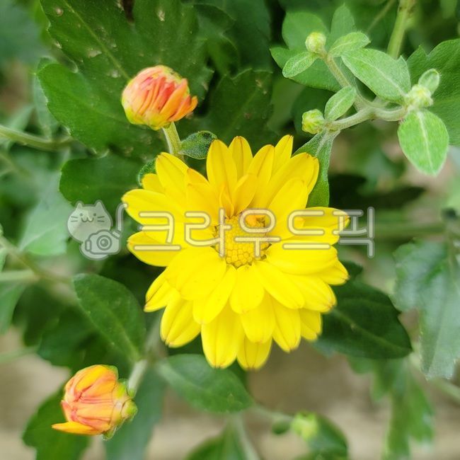 국화꽃,가을꽃,꽃,노란색꽃,가을풍경,감성사진,식물,plant,blossom,flower,leaf,잎