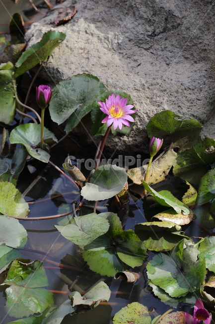 꽃,식물,봄꽃,flower,연꽃,lotus