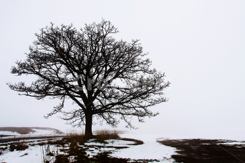 홋카이도삿포로,세브스타나무,sevenstartree,tree,나무,plant,식물