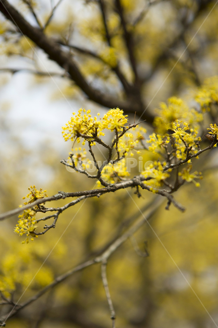 봄,자연,나무,배경,노랑,꽃,개나리,봄,계절,spring,season,식물,자연,plants,nature,꽃,flower,plant