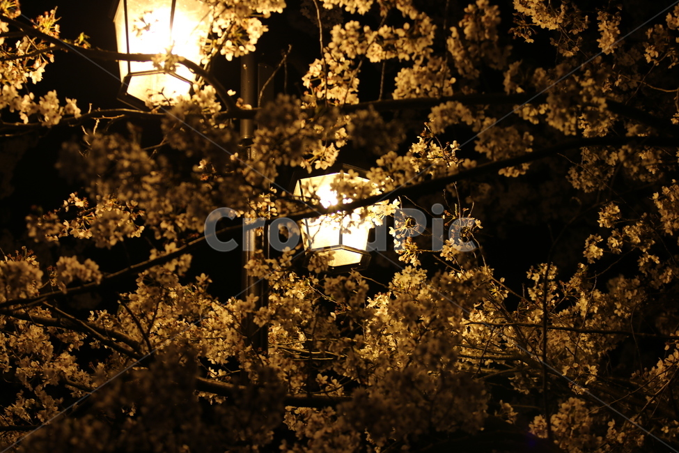 식물,꽃,벚꽃,빛,플레어,가로등,불빛,flower,blossom,cherryblossom,봄,계절,spring,season,야경,밤,풍경,nightscape,night,landscape