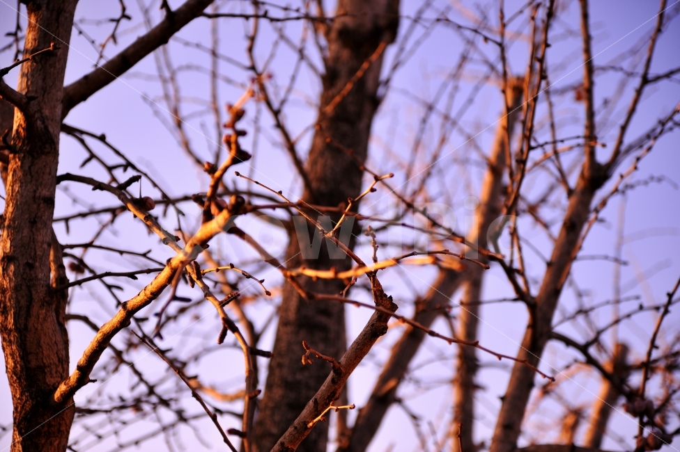 나무가지,하늘,감성사진,자연,은행나무,식물,자연,plants,nature