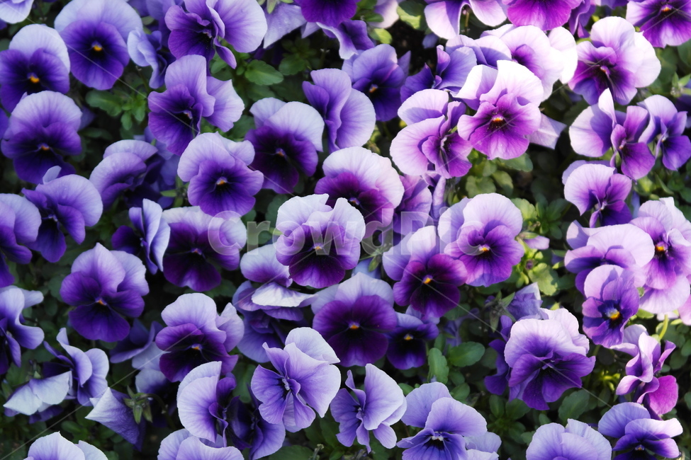 팬지,팬지꽃,꽃,flower,pancy,보라색꽃,보라색,purple,작은꽃,꽃밭,flowergarden