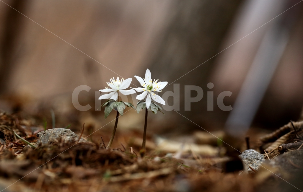 바람꽃,바탕화면,야생화,사진취미,꽃,식물,자연,plants,nature,꽃,flower