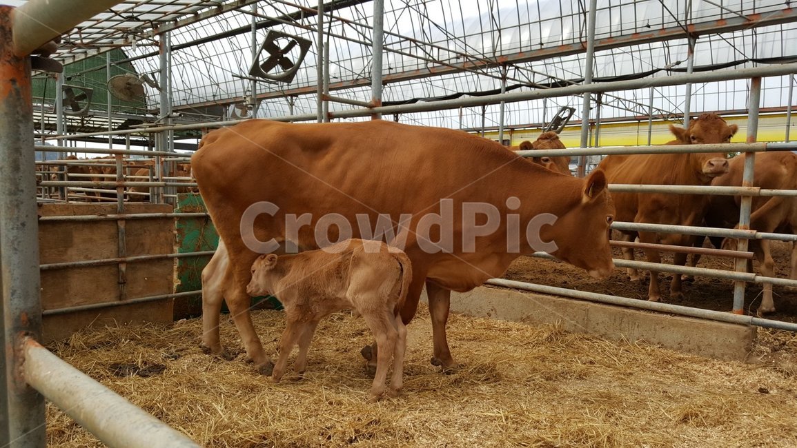 동물,송아지,소,축사,농촌,동물,animal,포유류,mammal,산업,industry,industrial,목축업,목장,livestock farming,ranching,pasture