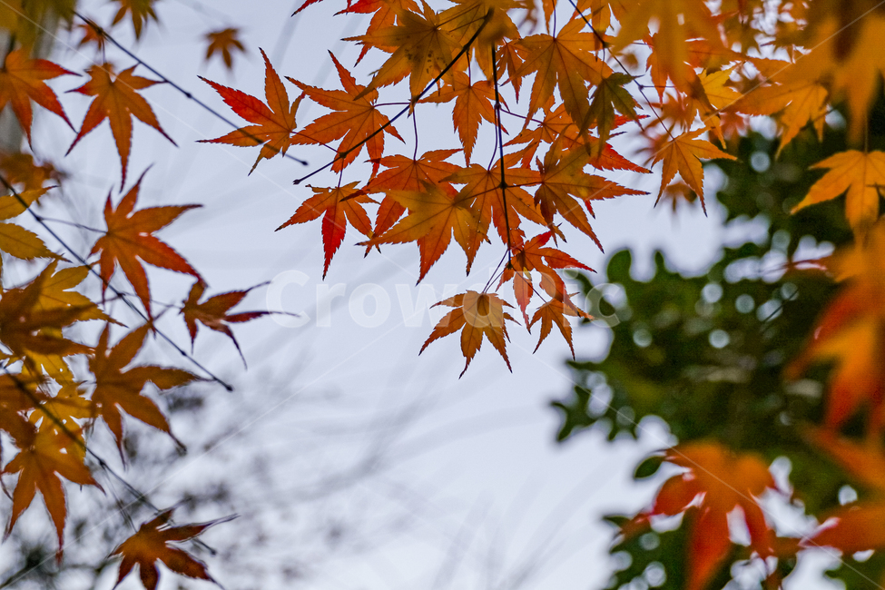 잎,plant,leaf,식물,tree,나무,단풍,가을,자연,단풍잎,가을,계절,fall,autumn,season
