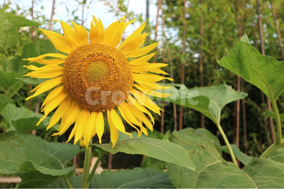 해바라기,덜자란,해바라기꽃,온화한,여름,식물,자연,plants,nature,꽃,flower