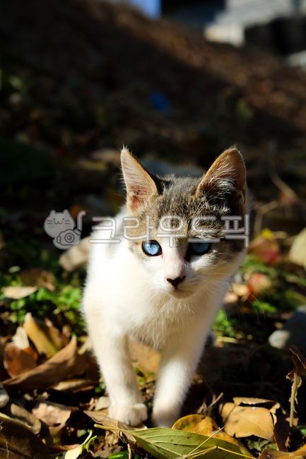 cat,stray cat,blue eyes,odd eyes,cute,white,kitten,kittens,fall,mountain,animals,pets,butler,walk,meow,meow,cotton bat