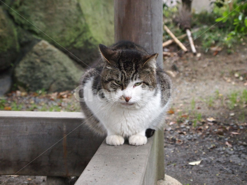 고양이,동물,cat,길고양이,길냥이,슬픔,animal,alleycat,귀여움,감성사진