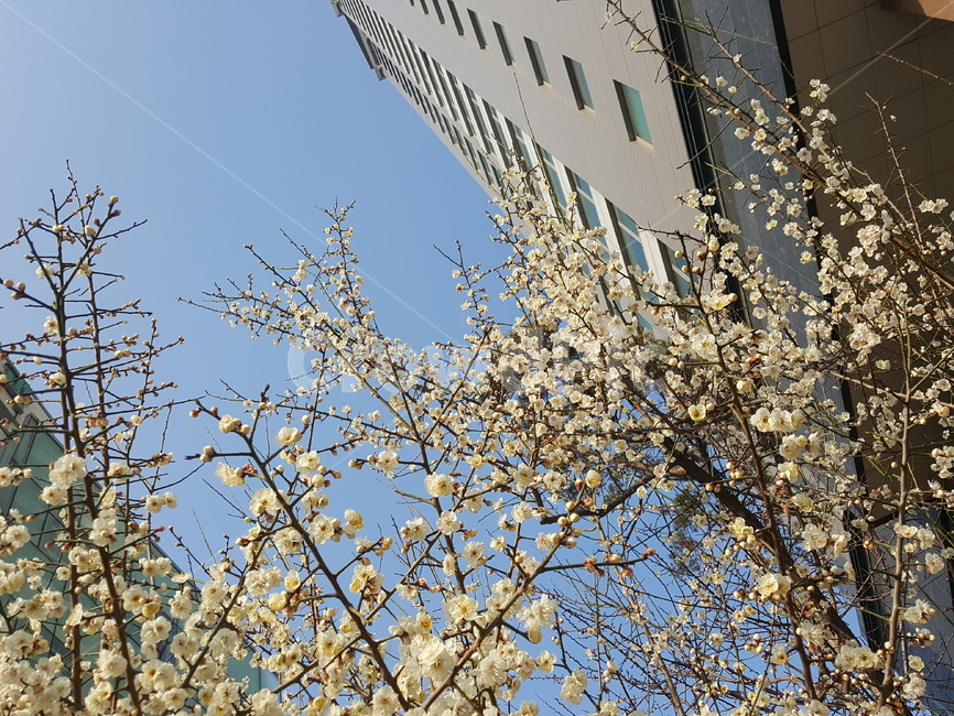 벚꽃,아파트,도심,조화,하늘