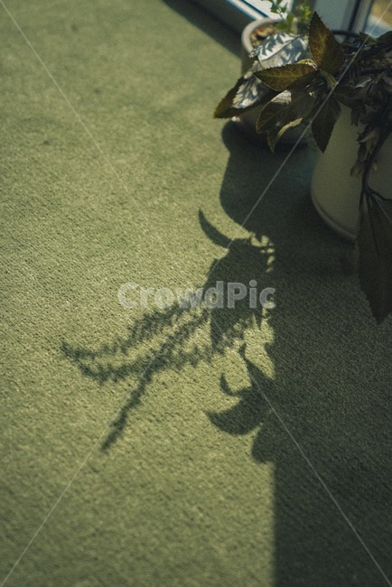 그림자,따뜻한느낌,힐링,무형물,허상,실내용화초,화분,화초,house plant,실루엣,그림자,silhouette,shadow