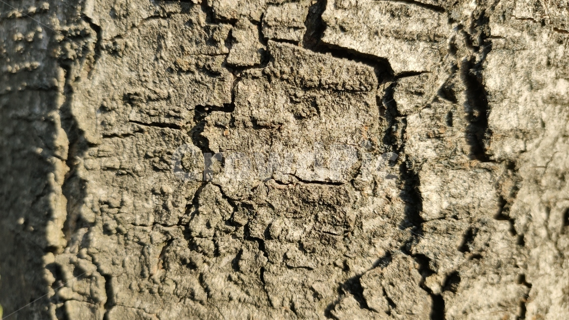 나무껍질,나무질감,식물,나무,plant,tree,bark,woodtexture,식물,자연,plants,nature,나무,trees,wood,텍스처,질감,패턴,texture,pattern