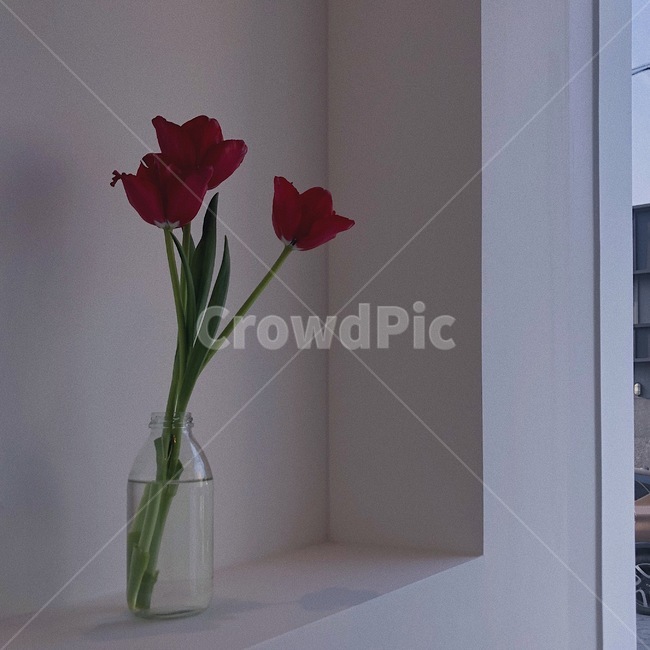 꽃,튤립,카페,빨간색,화병
