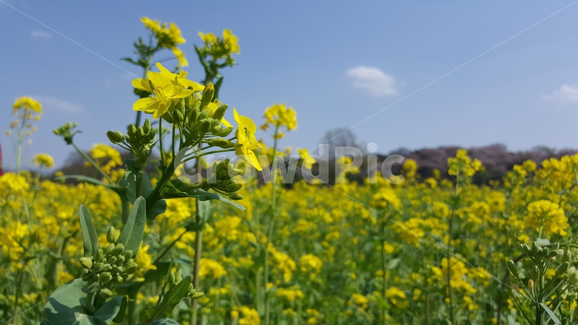 field,들,자연,풍경,유채꽃,꽃,노란색,하늘색,하늘,봄