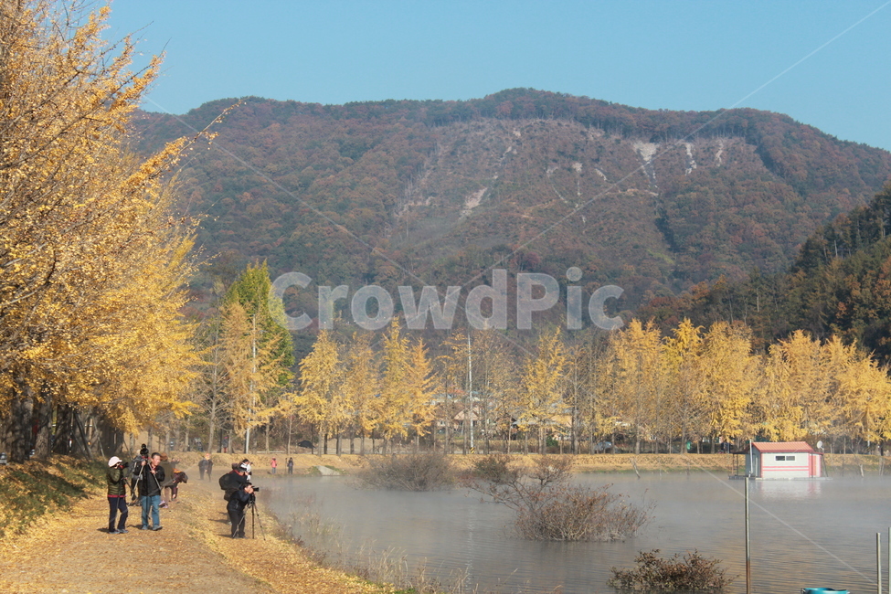 tree,나무,plant,식물,conifer,human,인간,person,사람,fir,은행나무,반영,아침,물,안개,물안개,가을,계절,fall,autumn,season,전나무
