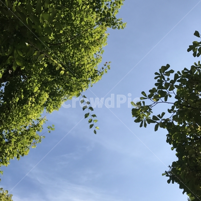 하늘,가을하늘,나무,나뭇잎,푸른하늘,파란하늘,나무하늘,자연,풍경,nature,landscape,tree,plant,식물,tree trunk,나무 줄기