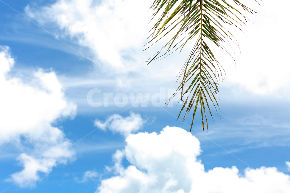 nature,자연,푸른하늘,sky,하늘,풍경,구름,배경,landscape