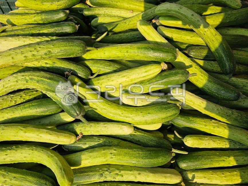 오이,채소,야채,식품,건강식품,건강음식,초록색,그린,요리,식재료,cucumber,vegetable,음식,food