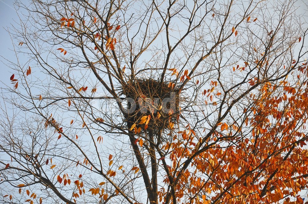 자연,배경,가을,단풍,나무,단풍잎,은행잎,하늘,색감,가을,계절,fall,autumn,season,tree,plant,식물