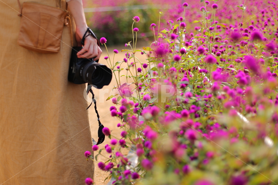 천일홍,카메라,손,꽃밭,camera,flower,색감,체리핑크,핑크,취미생활,꽃,식물,자연,plants,nature,꽃,flower,사람,인물,인간,human,person,여성,여자,woman,female,lady,사진작가,포토그래퍼,photographer