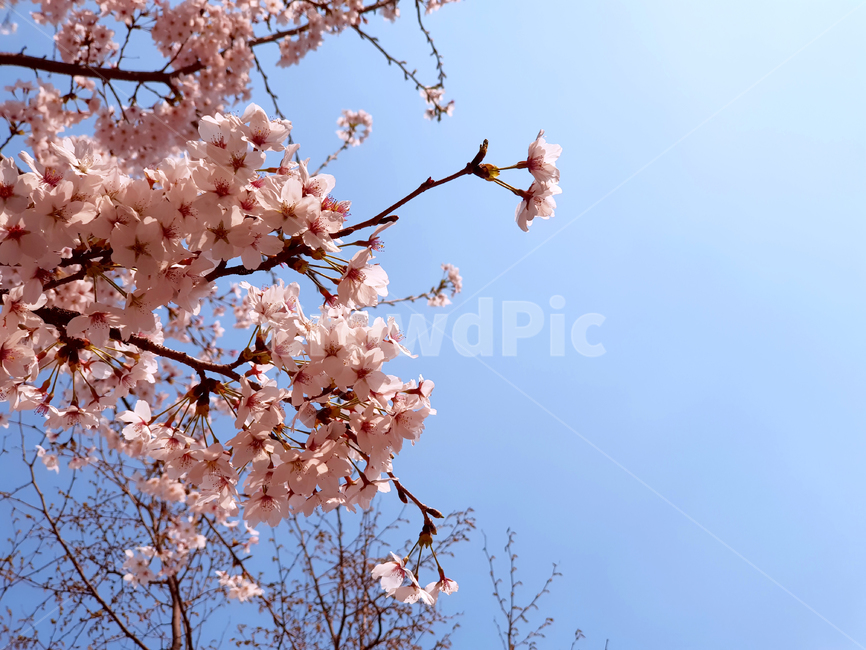 spring,봄,cherryblossom,벚꽃,plant,식물,flower,꽃,blossom,하늘,sky,pinkflowers,봄,계절,spring,season,식물,자연,plants,nature,꽃,flower