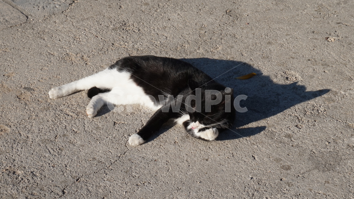 고양이,길고양이,귀여움,고양,냥냥,동물,동물,animal,포유류,mammal,고양이,cat,kitten,kitty