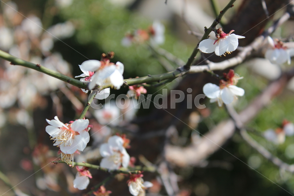 꽃,길가,색감,봄,spring,계절,분위기,flower,매화,벚꽃,겹벚꽃,흰꽃,white,sensitive,feeling