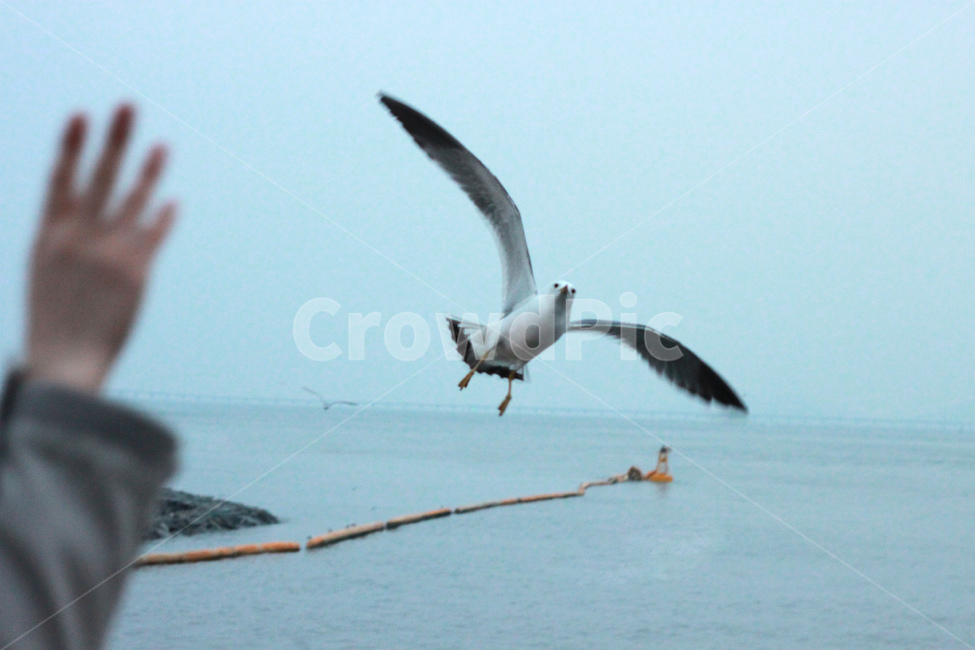 갈매기,인사,안녕,손,바다,하늘,손짓,날개짓,수평선,동물,animal,조류,새,birds