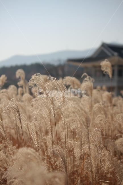 가을,하늘,억새,갈대,공원,가을,계절,fall,autumn,season,식물,자연,plants,nature,plant,food,음식,vegetable,야채,grain,곡물