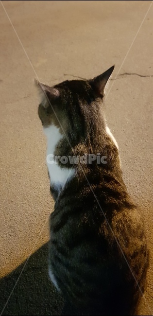 고양이,cat,back,동물,뒷모습