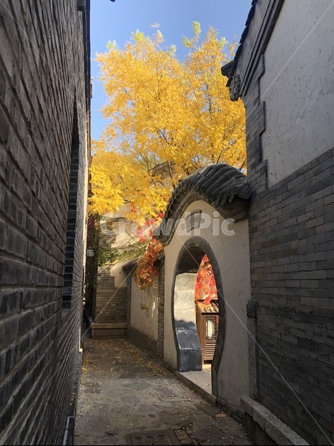 path,통로,가을,은행,중국,골목길,alley