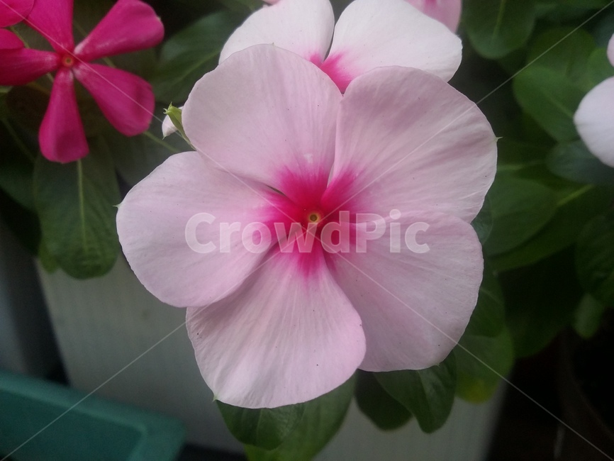 꽃,식물,flower,plant,자연,식물,자연,plants,nature