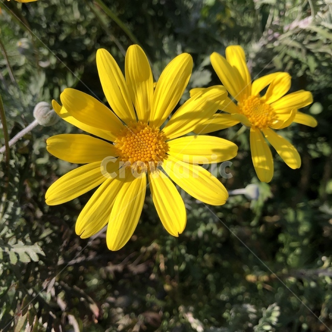 꽃,데이지,daisy,flower,blossom
