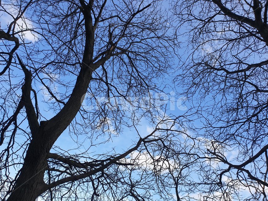 하늘,구름,맑은,나무,가지,봄,여름,가을,겨울,사계절,계절,sky,clouds,clear,tree,trigs,branches,spring,summer,fall,autumn,winter,four,seasons