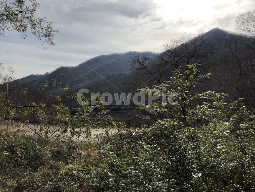 nature,자연,outdoors,옥외,겨울,winter,대나무,bamboo,산,풍경