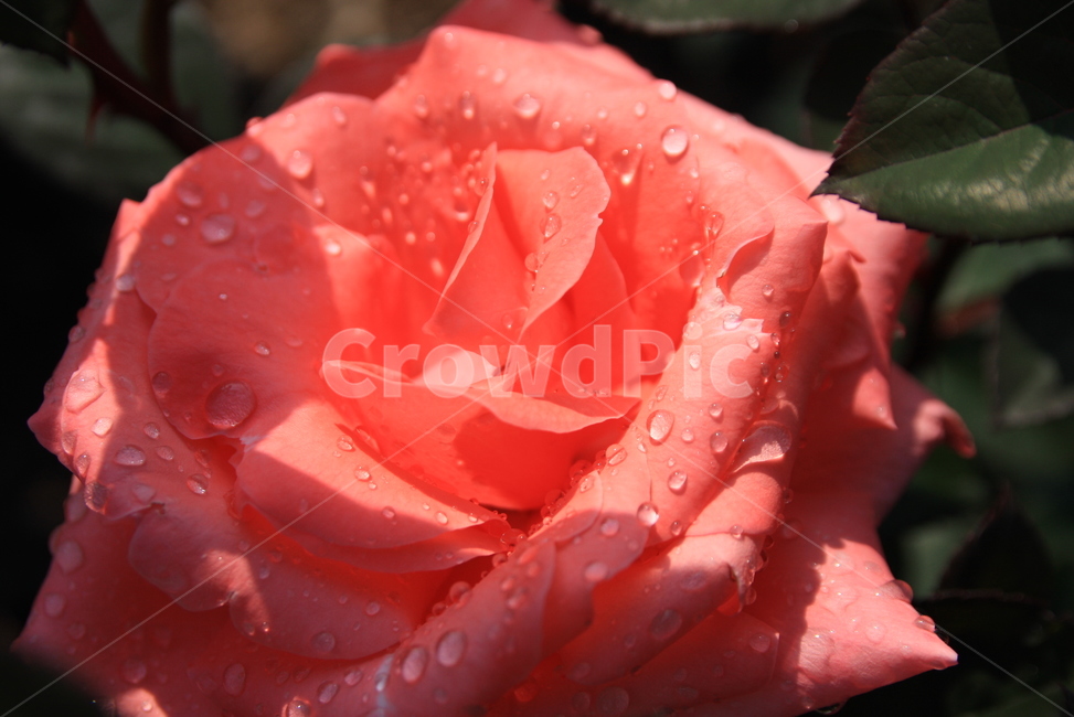 꽃,오월,장미,봄꽃,rose,봄,향기,분홍,핑크로즈,봄,계절,spring,season,식물,자연,plants,nature,꽃,flower,blossom,plant