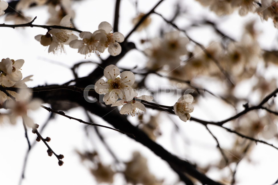 매화,매화꽃,매실꽃,백매화,흰매화,봄,계절,spring,season,식물,자연,plants,nature,꽃,flower,plant