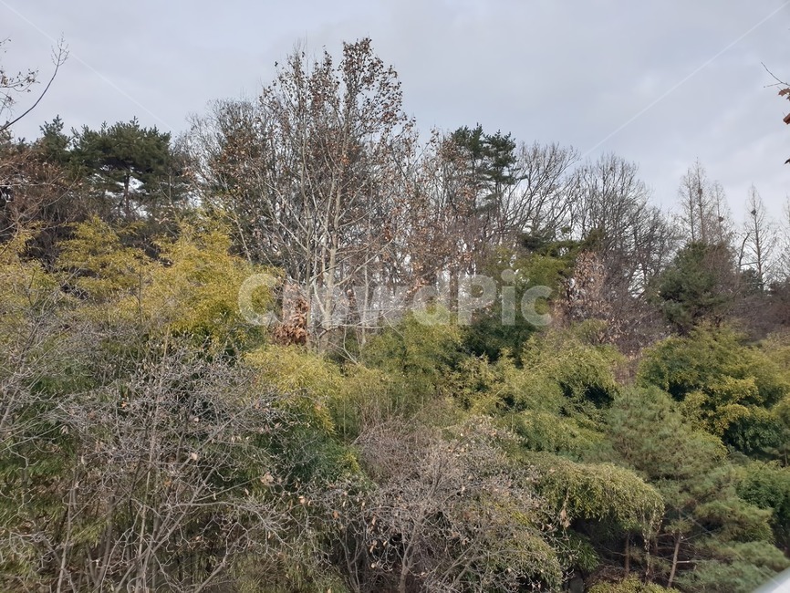 plant,tree,fir,나무,abies,식물,자연,plants,nature,나무,trees,wood
